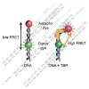 lamb_gietl_2014_nucleic_acids_res_42_6219_6231_500.100x0.jpg