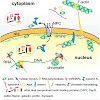 schleicher_histochem_500.100x0.jpg