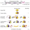 sattler_cellcycle2014_500.100x0.jpg
