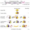 sattler_cellcycle2014_500.100x0.jpg