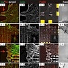 kessler_softmatter_09_500.100x0.jpg
