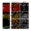 leonhardt_2014_song_epigeneticschromatin_500.100x0.jpg