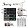 imhof_proteomics2014_500.100x0.jpg