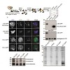 imhof_proteomics2014_500.100x0.jpg