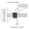 jung_rauschmeier_et_al_500.100x0.jpg