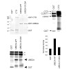 eick_shchebet_2012__cell_cycle_500.100x0.jpg