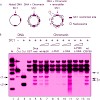 leonhardt_mbc_08_500.100x0.jpg