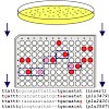 jung_bmc_09_500.100x0.jpg