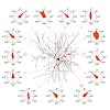 konnerth_embo_reports_2012_500.100x0.jpg