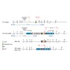 misgeld-brill_et_al_neuron_2016_-_spastin_and_se_500.100x0.jpeg