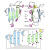 skerra_proteins16_500.100x0.jpeg
