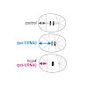 zanin-nwg2018-lmu-_the_journal_of_cell_biology_2018_mangal_550.100x0.jpeg