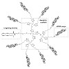 brauchle_carell_angewandtechemieinternated2014_500.100x0.jpg