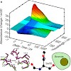 zinth_biophys_09_97_500.100x0.jpg