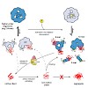 weinkauf_buchner_pnas2013_500.100x0.jpg