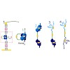buchner_rief_jacs2013_500.100x0.jpg
