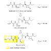 groll_098_kawamura_jmedchem_2013_500.100x0.jpg