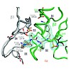 groll_096_geurink_jmedchem_2013_500.100x0.jpg