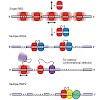 hennig_sattler_bioessays2015_500.100x0.jpg