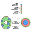 schotta_leonhardt_2013_eberhart_chromosomeres_500.100x0.jpg