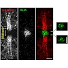 2011_guizetti_science_500.100x0.jpg