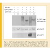 2011_qin_jcell_biochem_500.100x0.jpg