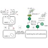 brauchle_mockl_chemcomm2016_500.100x0.jpg