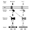 jung-fang_et_al-2017-molecular_microbiology_550.100x0.jpg