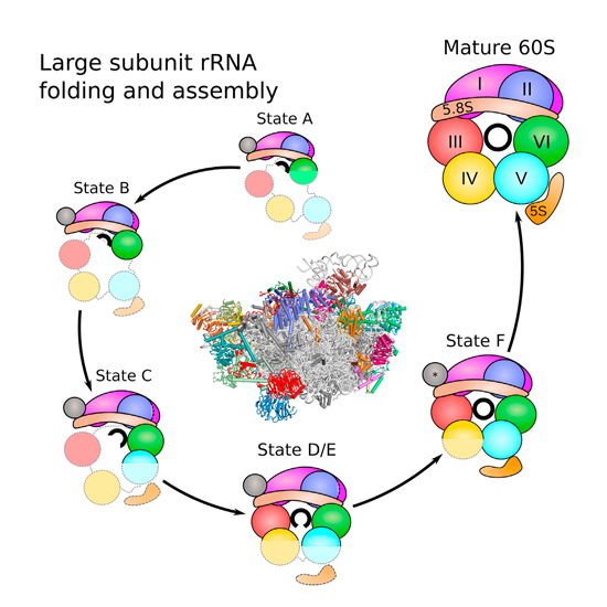 CIPSM - Visualizing the Assembly Pathway of Nucleolar Pre-60S Ribosomes