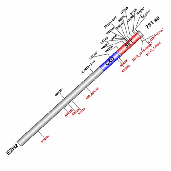 leonhardt_schotta_2021_kempf_scirep_550.jpg